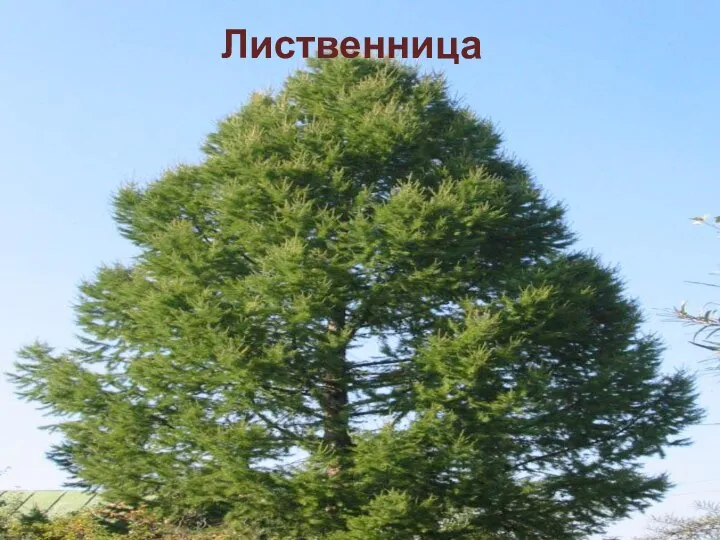 Лиственница