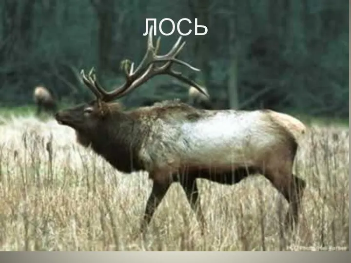 ЛОСЬ