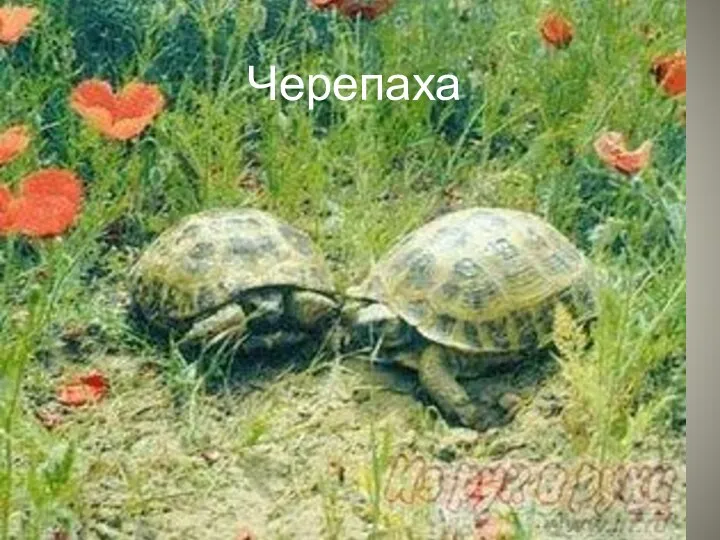 Черепаха