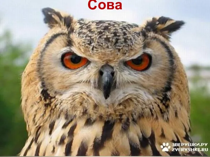 Сова