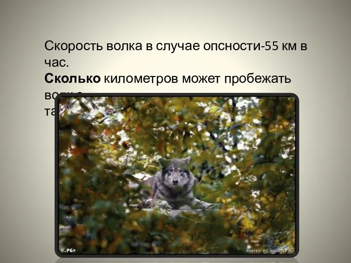 Скорость волка в случае опсности-55 км в час. Сколько километров может