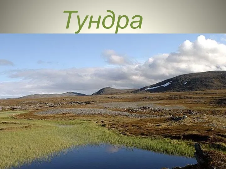 Тундра