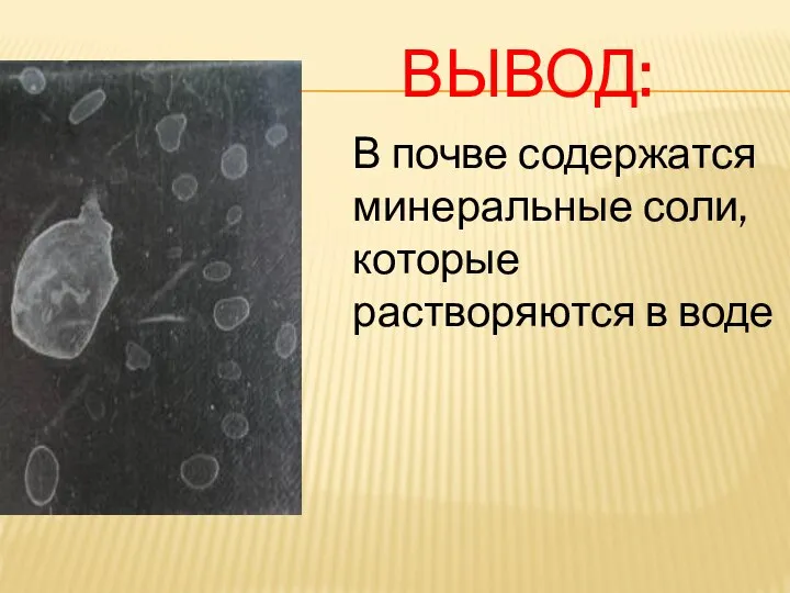 Вывод: В почве содержатся минеральные соли, которые растворяются в воде