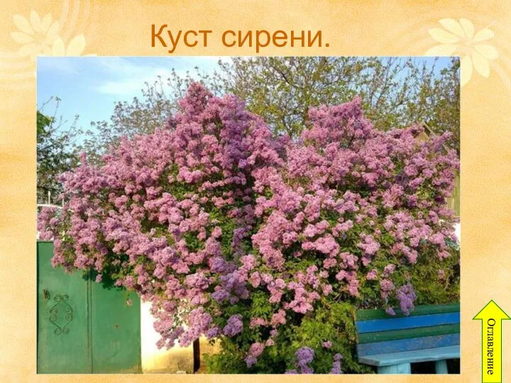 Куст сирени. Оглавление