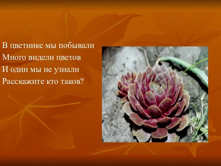 В цветнике мы побывали Много видели цветов И один мы не узнали Расскажите кто таков?