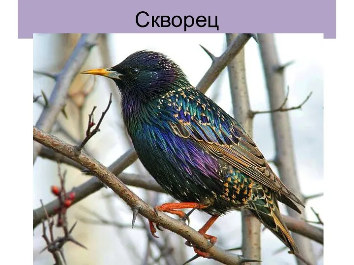 Скворец