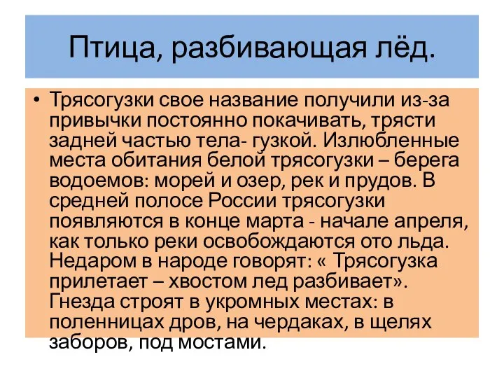 Птица, разбивающая лёд. Трясогузки свое название получили из-за привычки постоянно покачивать,