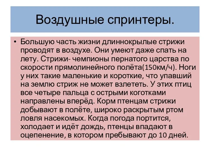 Воздушные спринтеры. Большую часть жизни длиннокрылые стрижи проводят в воздухе. Они