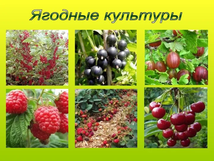 Ягодные культуры