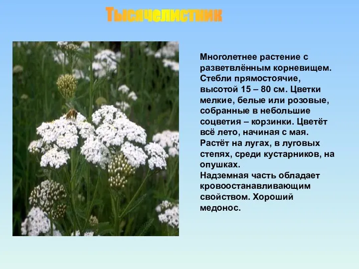 Многолетнее растение с разветвлённым корневищем. Стебли прямостоячие, высотой 15 – 80