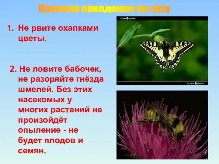 Правила поведения на лугу Не рвите охапками цветы. 2. Не ловите