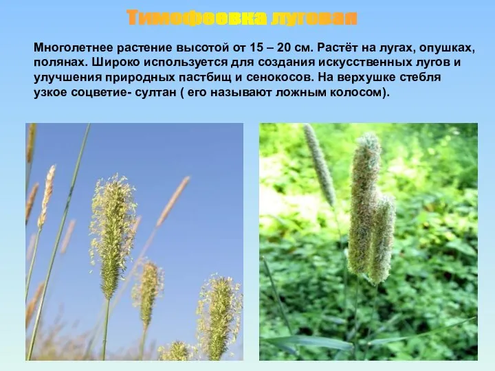 Тимофеевка луговая Многолетнее растение высотой от 15 – 20 см. Растёт