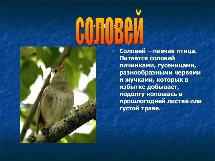 соловей Соловей —певчая птица. Питается соловей личинками, гусеницами, разнообразными червями и