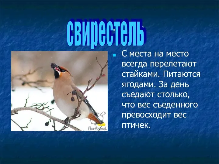 свиристель С места на место всегда перелетают стайками. Питаются ягодами. За