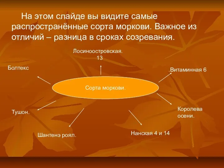 Сорта моркови. Лосиноостровская. 13 Королева осени. Тушон. . Болтекс На этом