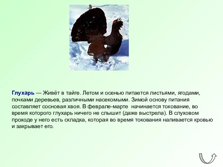 Глухарь — Живёт в тайге. Летом и осенью питается листьями, ягодами,