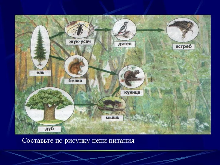 Составьте по рисунку цепи питания