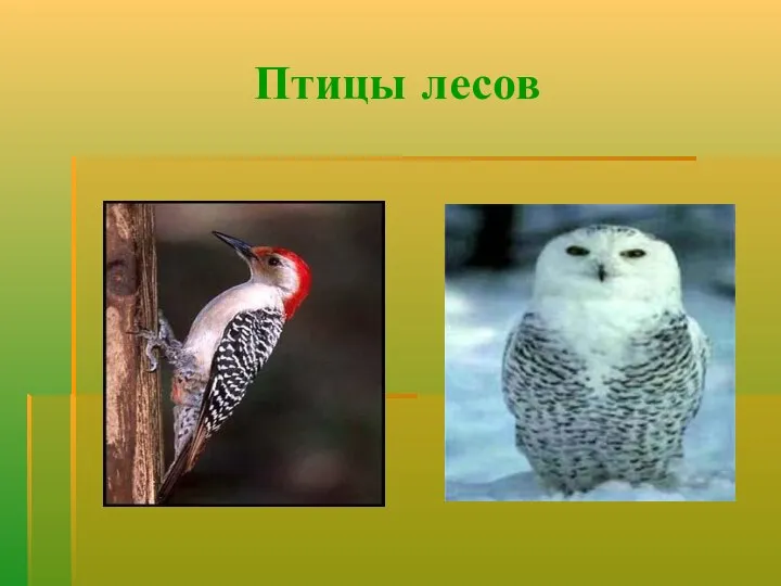 Птицы лесов