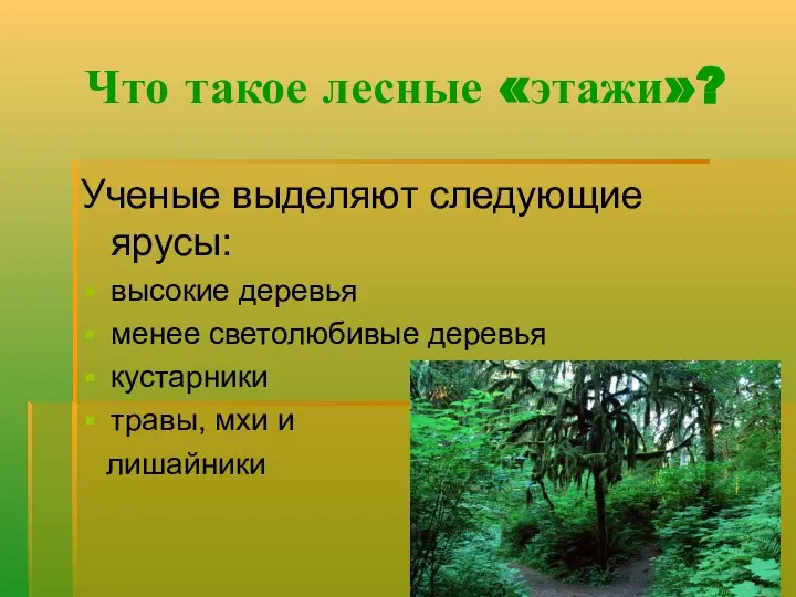 Что такое лесные «этажи»? Ученые выделяют следующие ярусы: высокие деревья менее