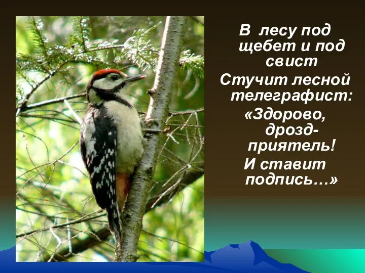 В лесу под щебет и под свист Стучит лесной телеграфист: «Здорово, дрозд-приятель! И ставит подпись…»