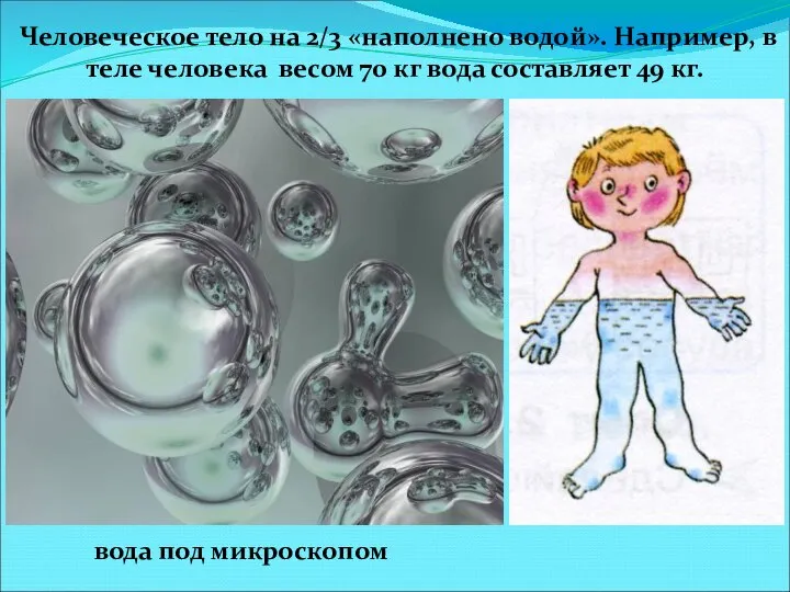 Человеческое тело на 2/3 «наполнено водой». Например, в теле человека весом