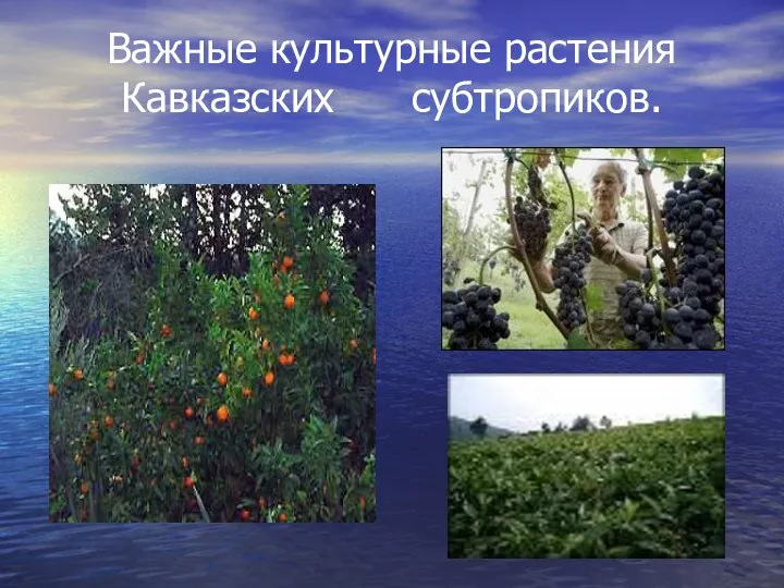 Важные культурные растения Кавказских субтропиков.