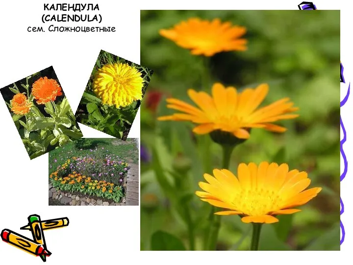 КАЛЕНДУЛА (CALENDULA) сем. Сложноцветные