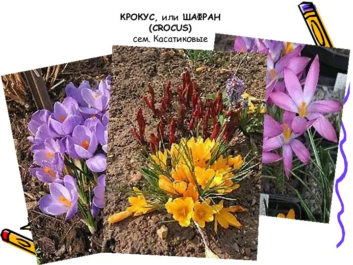 КРОКУС, или ШАФРАН (CROCUS) сем. Касатиковые