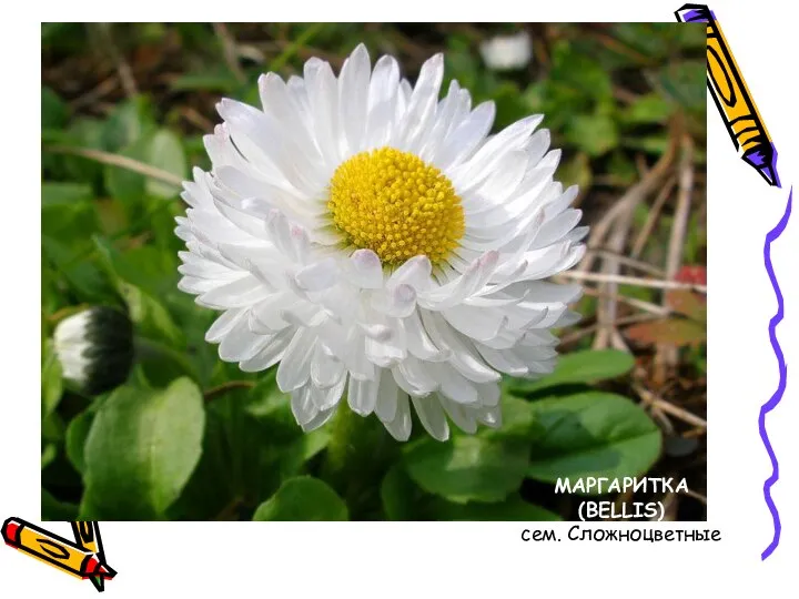 МАРГАРИТКА (BELLIS) сем. Сложноцветные