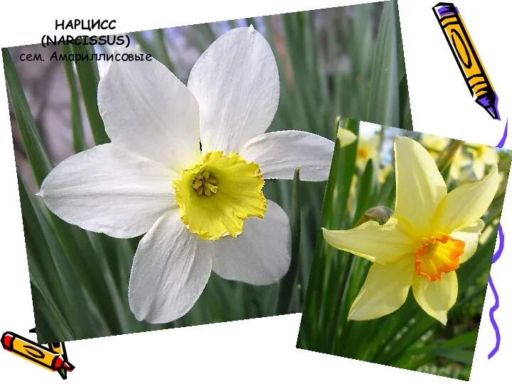 НАРЦИСС (NARCISSUS) сем. Амариллисовые