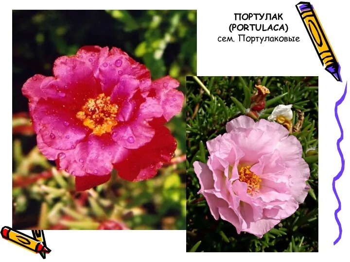 ПОРТУЛАК (PORTULACA) сем. Портулаковые