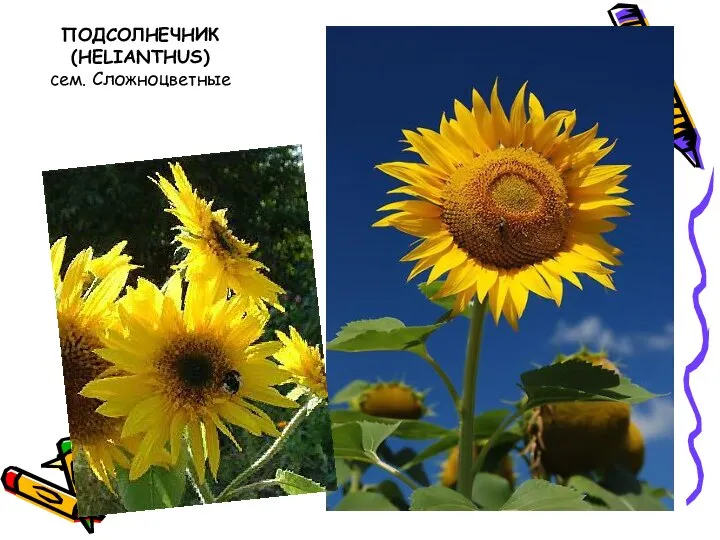 ПОДСОЛНЕЧНИК (HELIANTHUS) сем. Сложноцветные