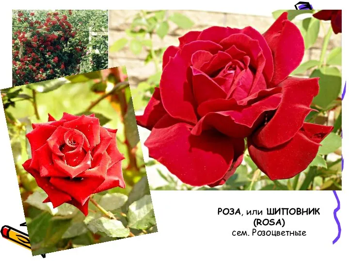 РОЗА, или ШИПОВНИК (ROSA) сем. Розоцветные