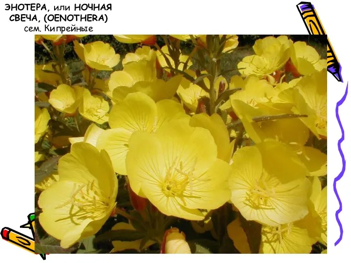 ЭНОТЕРА, или НОЧНАЯ СВЕЧА, (OENOTHERA) сем. Кипрейные