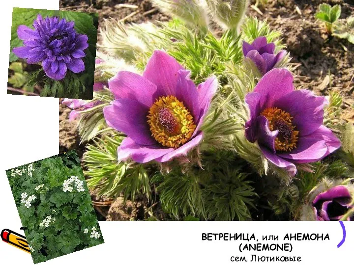 ВЕТРЕНИЦА, или АНЕМОНА (ANEMONE) сем. Лютиковые