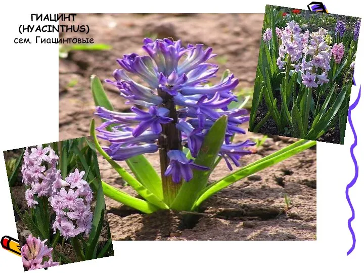 ГИАЦИНТ (HYACINTHUS) сем. Гиацинтовые