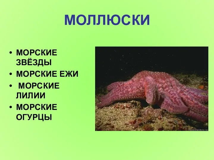 МОЛЛЮСКИ МОРСКИЕ ЗВЁЗДЫ МОРСКИЕ ЕЖИ МОРСКИЕ ЛИЛИИ МОРСКИЕ ОГУРЦЫ