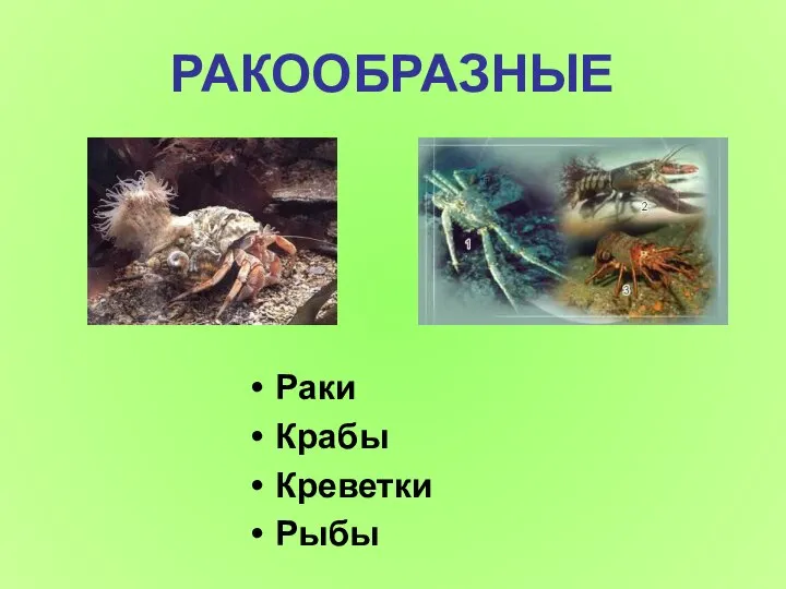 РАКООБРАЗНЫЕ Раки Крабы Креветки Рыбы