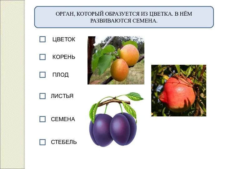 ОРГАН, КОТОРЫЙ ОБРАЗУЕТСЯ ИЗ ЦВЕТКА. В НЁМ РАЗВИВАЮТСЯ СЕМЕНА. КОРЕНЬ ПЛОД ЛИСТЬЯ СЕМЕНА СТЕБЕЛЬ ЦВЕТОК