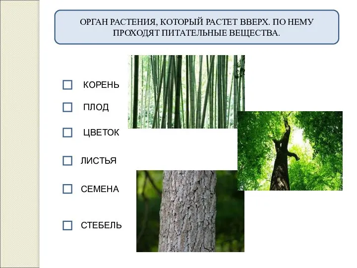 ОРГАН РАСТЕНИЯ, КОТОРЫЙ РАСТЕТ ВВЕРХ. ПО НЕМУ ПРОХОДЯТ ПИТАТЕЛЬНЫЕ ВЕЩЕСТВА. КОРЕНЬ ПЛОД ЛИСТЬЯ СЕМЕНА СТЕБЕЛЬ ЦВЕТОК