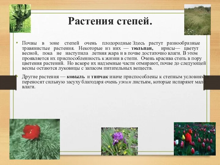 Растения степей. Почвы в зоне степей очень плодородные Здесь растут разнообразные