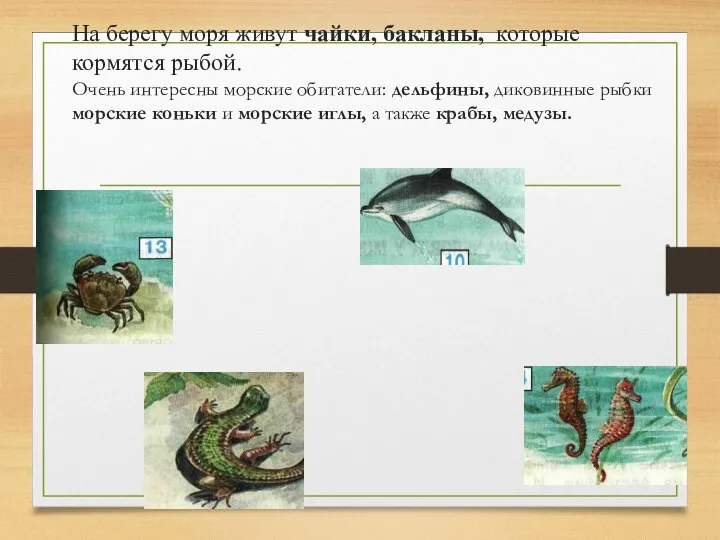 На берегу моря живут чайки, бакланы, которые кормятся рыбой. Очень интересны