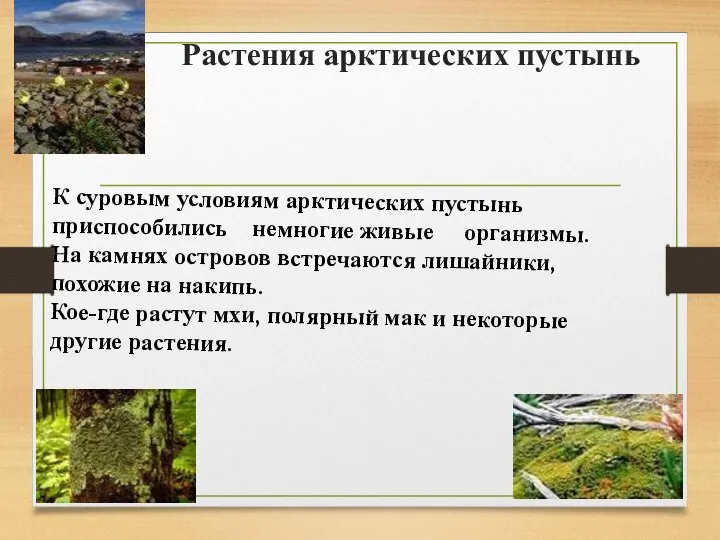 Растения арктических пустынь К суровым условиям арктических пустынь приспособились немногие живые