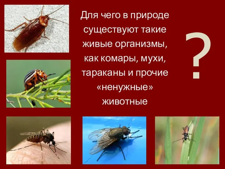 ? Для чего в природе существуют такие живые организмы, как комары,