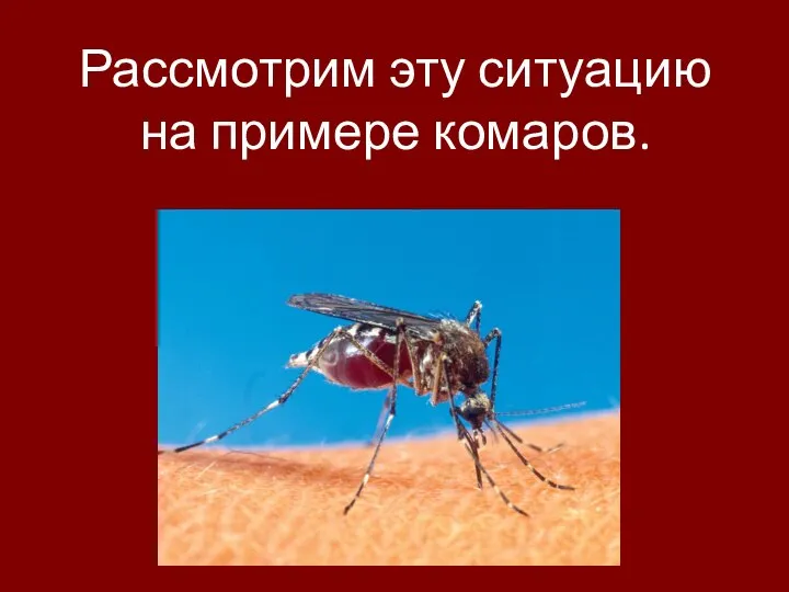 Рассмотрим эту ситуацию на примере комаров.