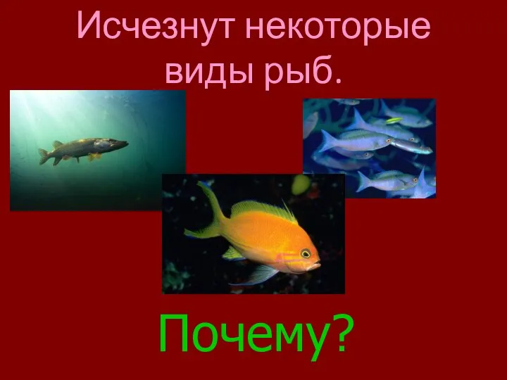 Исчезнут некоторые виды рыб. Почему?