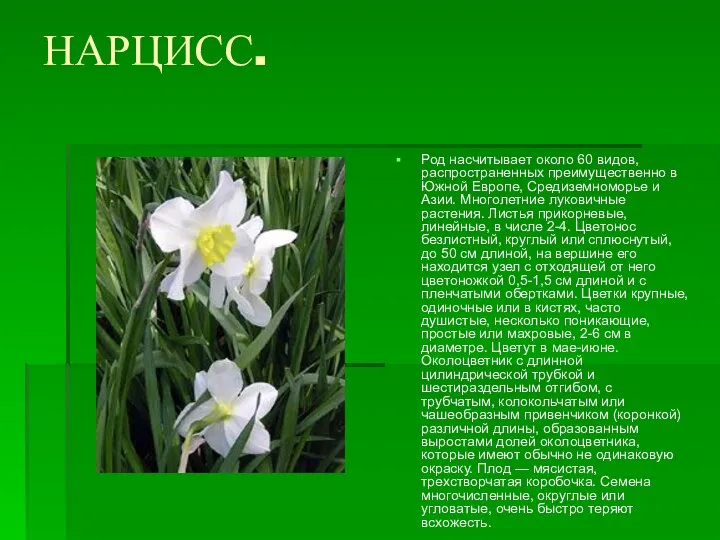 НАРЦИСС. Род насчитывает около 60 видов, распространенных преимущественно в Южной Европе,