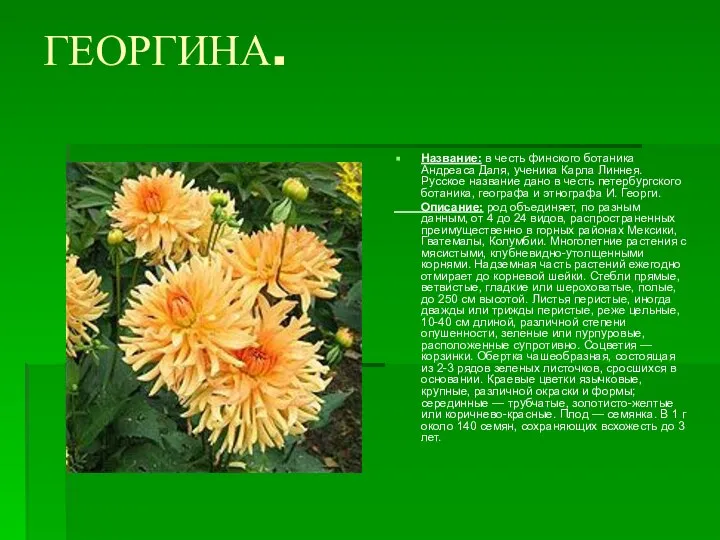 ГЕОРГИНА. Название: в честь финского ботаника Андреаса Даля, ученика Карла Линнея.