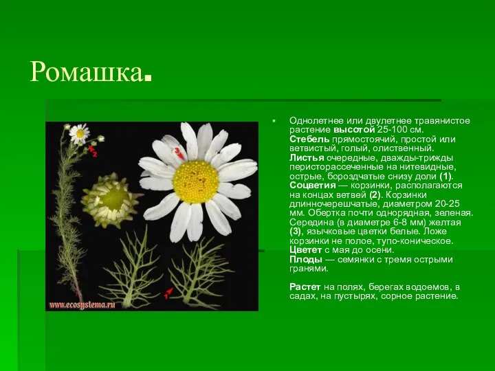 Ромашка. Однолетнее или двулетнее травянистое растение высотой 25-100 см. Стебель прямостоячий,