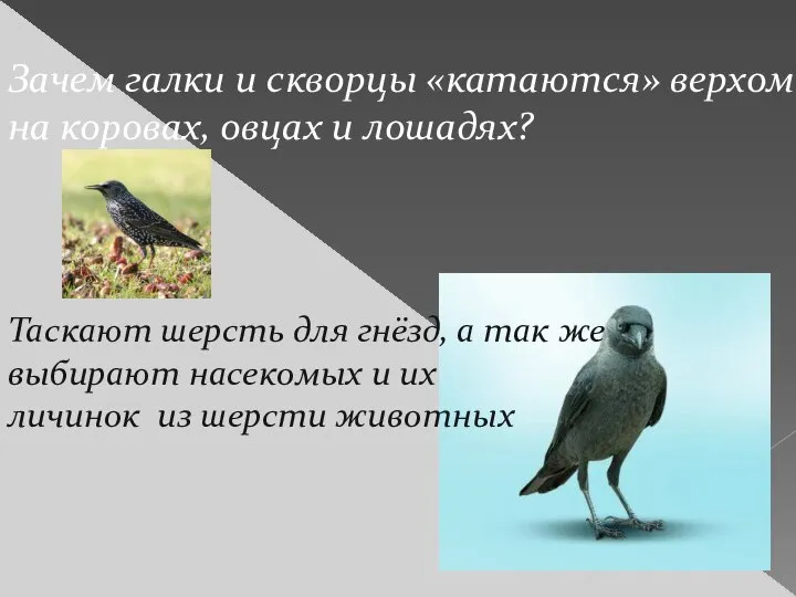 Зачем галки и скворцы «катаются» верхом на коровах, овцах и лошадях?